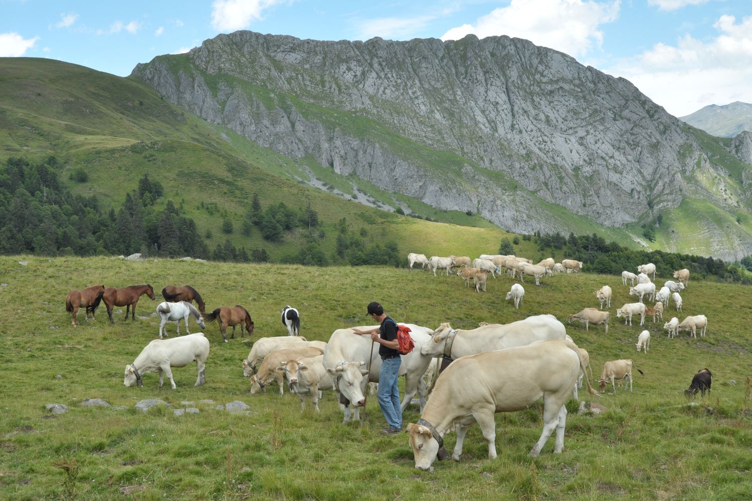 Bovin Arbelbide Michel avec les vaches