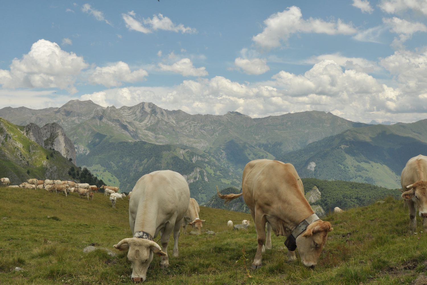 Bovin Arbelbide vaches a la montagne