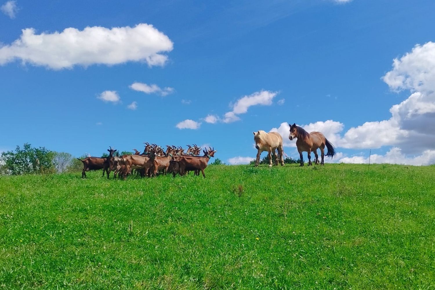 Ferme Urrutia- chevaux-chevres