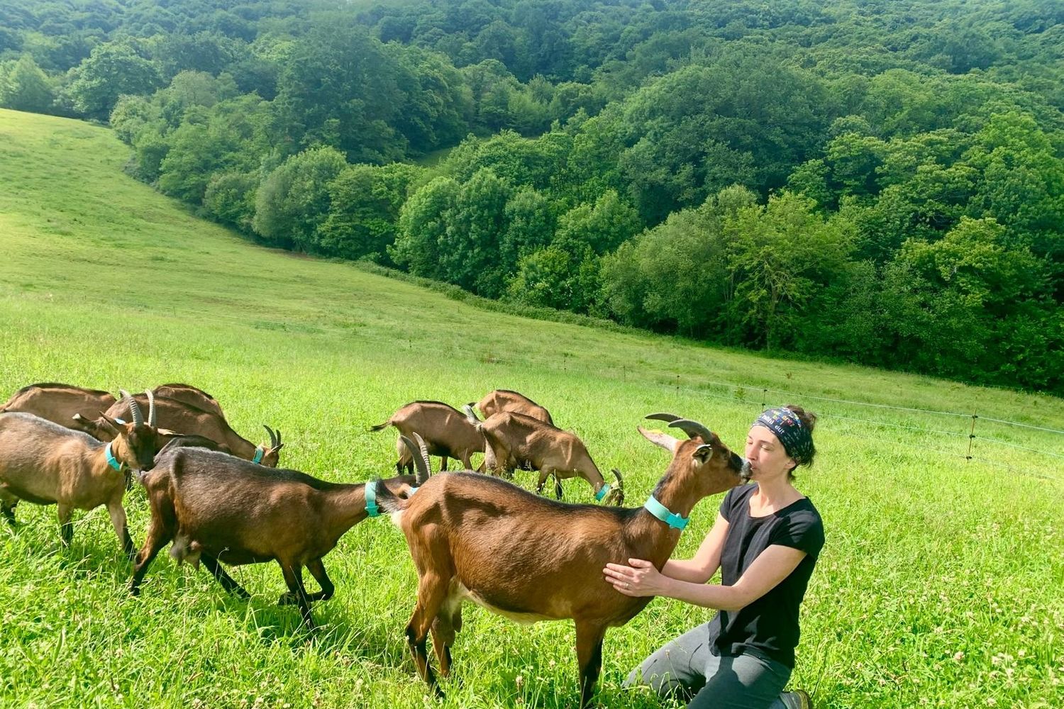 Ferme Urrutia-chevres alpines