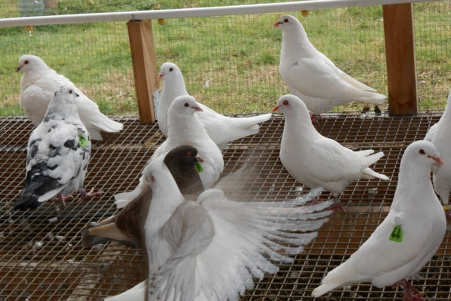 Pigeons - Luma