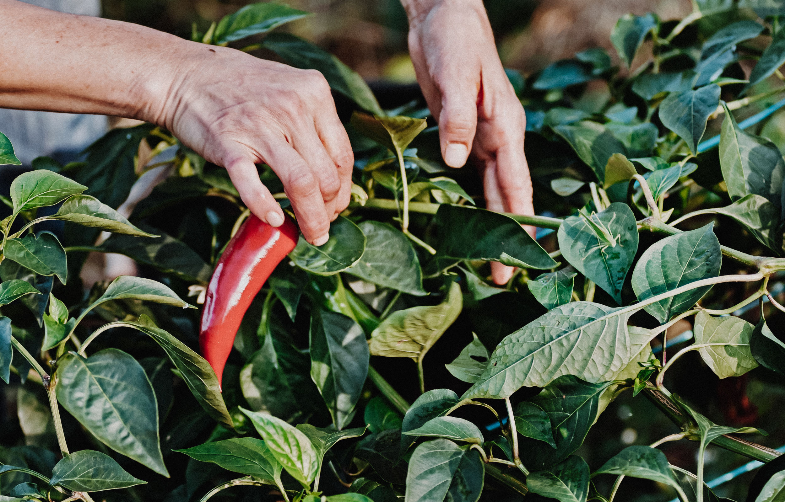 Piment d'Espelette - Producteurs et produits fermiers pays basque