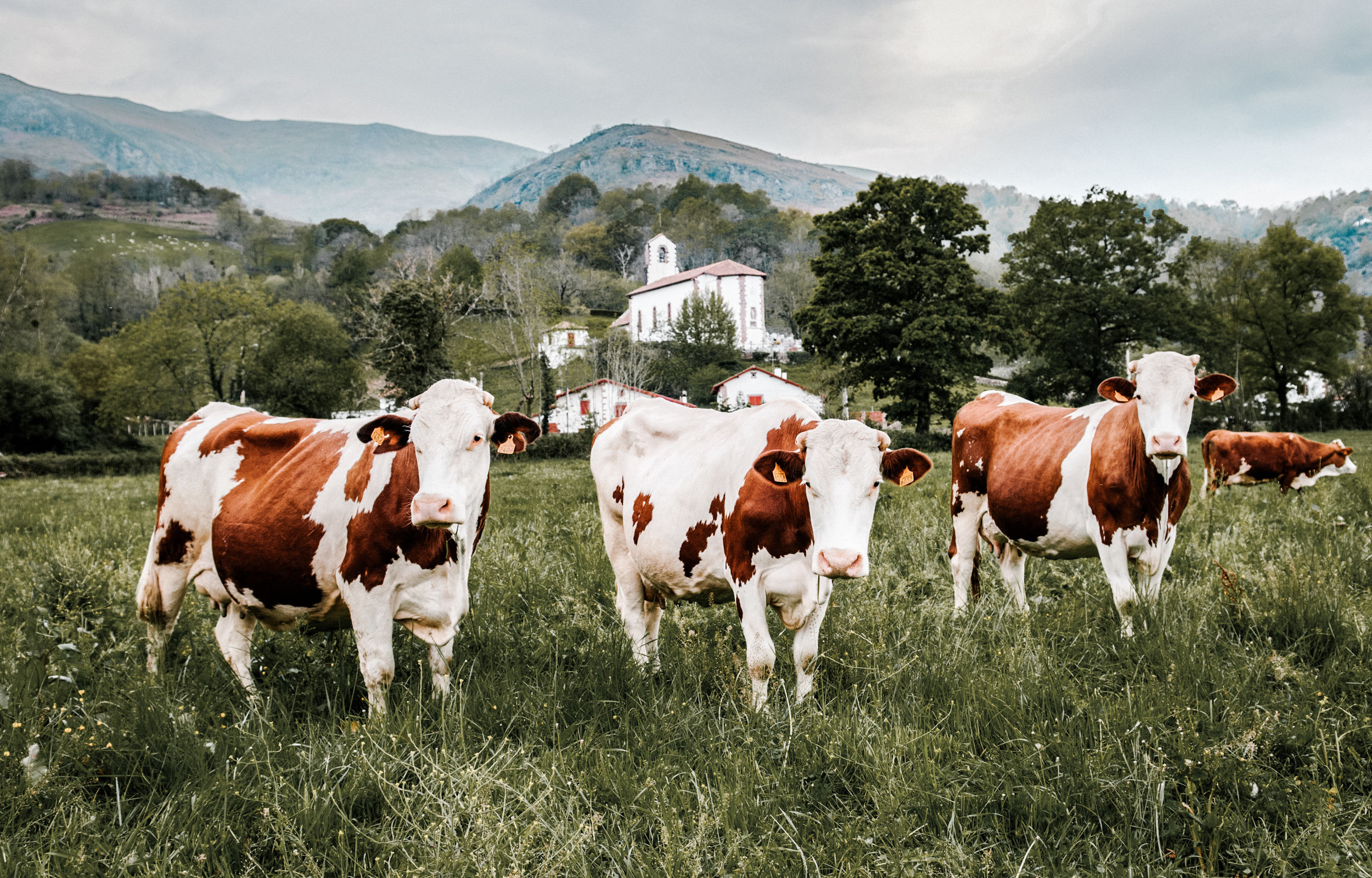 Fromage De Vache Et Produits Laitiers Producteurs Et Produits Fermiers Pays Basque Qualité Idoki 