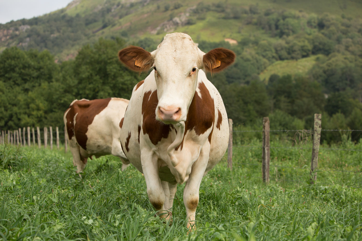 Vaches laitie  res - ferme Oheta - vache