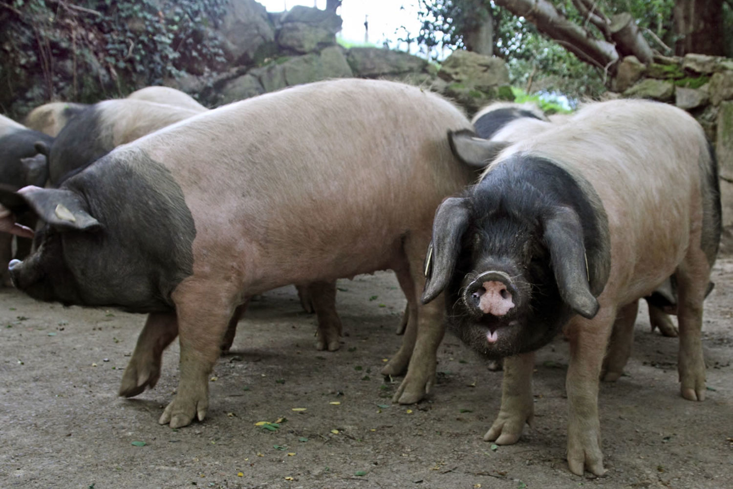 idoki porc basque 0021